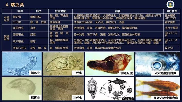 觀賞魚(yú)寄生蟲(chóng)病的生物防治案例：觀賞魚(yú)寄生蟲(chóng)病的生物防治