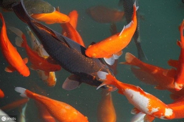 觀賞魚寄生蟲病的生物防治案例：觀賞魚寄生蟲病的生物防治