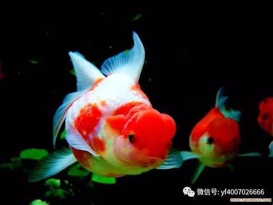 觀賞魚營養(yǎng)均衡搭配方法：觀賞魚的營養(yǎng)均衡搭配方法