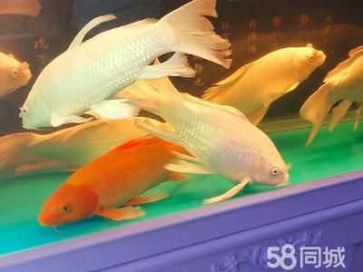 玉林魚缸批發(fā)市場：中國最大的魚缸批發(fā)市場在哪里 全國觀賞魚市場 第2張