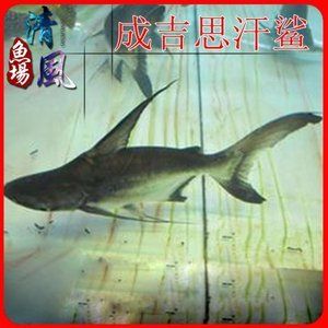 巢湖水族批發(fā)市場：巢湖觀賞魚批發(fā)市場