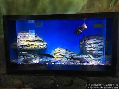 水族館制作廠家有哪些公司：水族館制作廠家價(jià)格 水族館百科（水族館加盟） 第5張