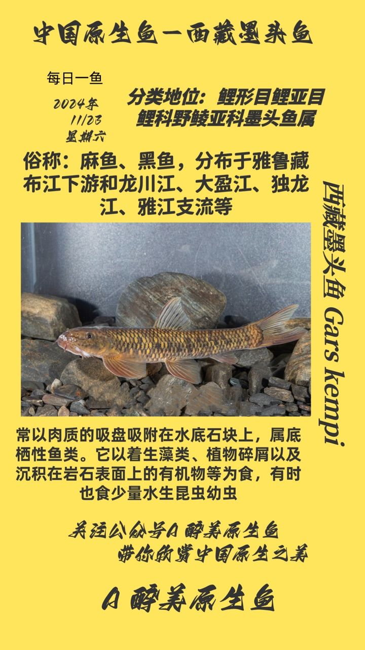 西藏墨頭魚：墨頭魚是一種珍貴的海洋生物