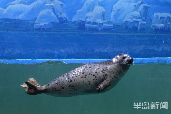 水族館免費(fèi)開(kāi)放嗎現(xiàn)在：關(guān)于水族館免費(fèi)開(kāi)放的一些小知識(shí) 水族館百科（水族館加盟） 第4張