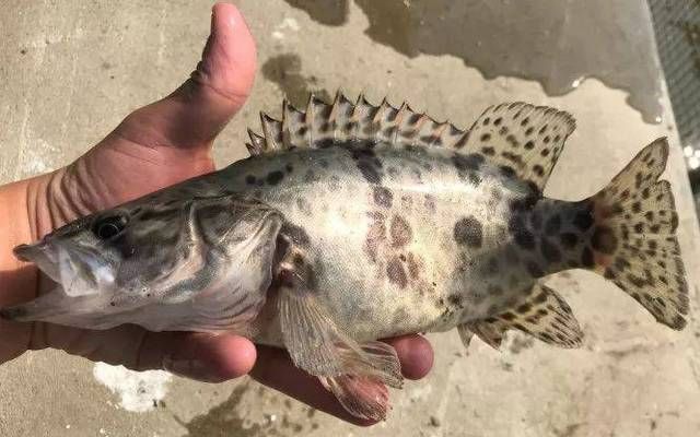 魟魚(yú)飼料的選擇與處理方法：魟魚(yú)飼料的選擇與處理