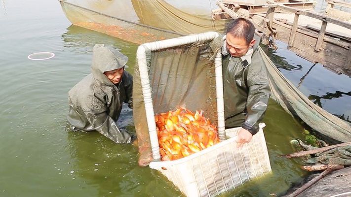 水族館賣金魚嗎：水族館賣金魚的詳細(xì)信息：水族館金魚常見疾病及防治