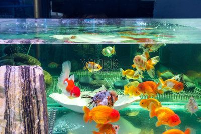 水族館賣(mài)金魚(yú)嗎：水族館賣(mài)金魚(yú)的詳細(xì)信息：水族館金魚(yú)常見(jiàn)疾病及防治 水族館百科（水族館加盟） 第4張