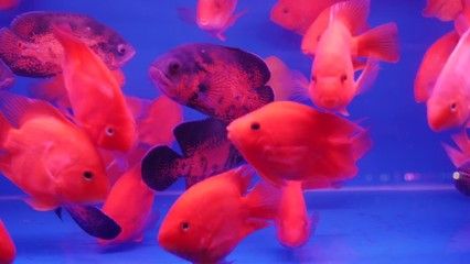 水族館賣(mài)金魚(yú)嗎：水族館賣(mài)金魚(yú)的詳細(xì)信息：水族館金魚(yú)常見(jiàn)疾病及防治 水族館百科（水族館加盟） 第5張