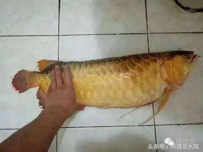 紅龍魚怎樣吃最好：紅龍魚喂食注意事項 紅龍魚百科 第5張