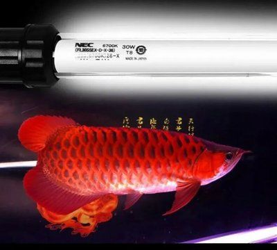 紅龍魚開燈時(shí)間 紅龍魚百科 第2張