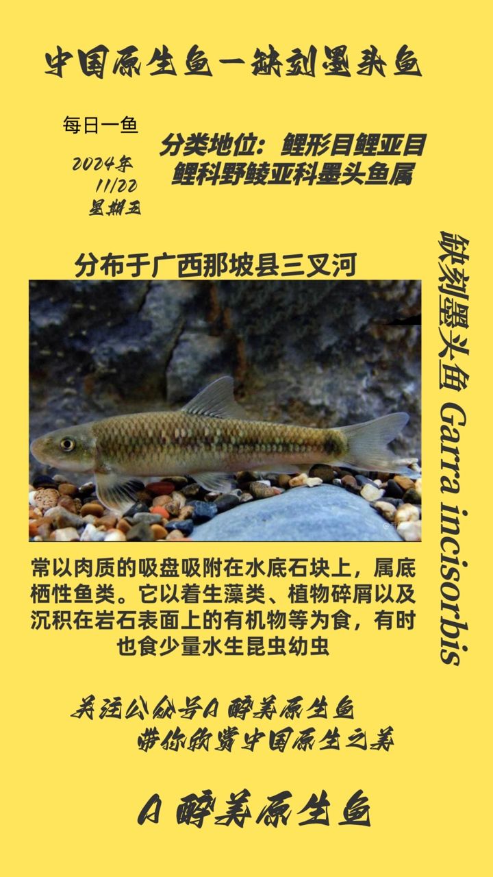 缺刻墨頭魚：缺刻墨頭魚的養(yǎng)殖方法 觀賞魚論壇