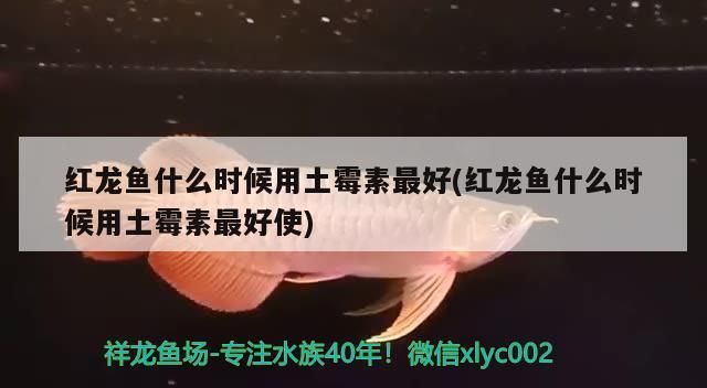 紅龍魚什么時候用土霉素最好：紅龍魚什么時候用土霉素合適 紅龍魚百科 第2張