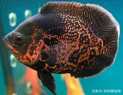 關(guān)于龍魚的資料介紹：關(guān)于龍魚的一些問題 水族問答 第2張