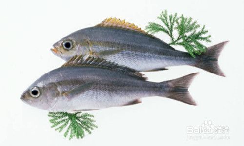 關(guān)于龍魚海關(guān)進(jìn)口問題的論文：關(guān)于龍魚海關(guān)進(jìn)口問題的研究 水族問答 第2張