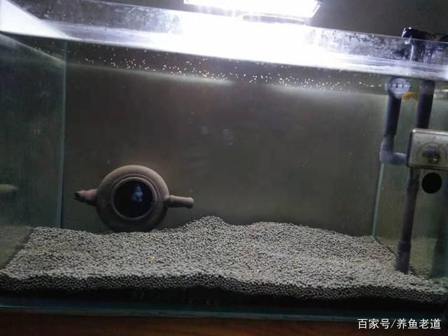 一米魚缸養(yǎng)魚迷你鸚鵡：一米長的魚缸中養(yǎng)殖迷你鸚鵡魚需要注意以下幾個方面