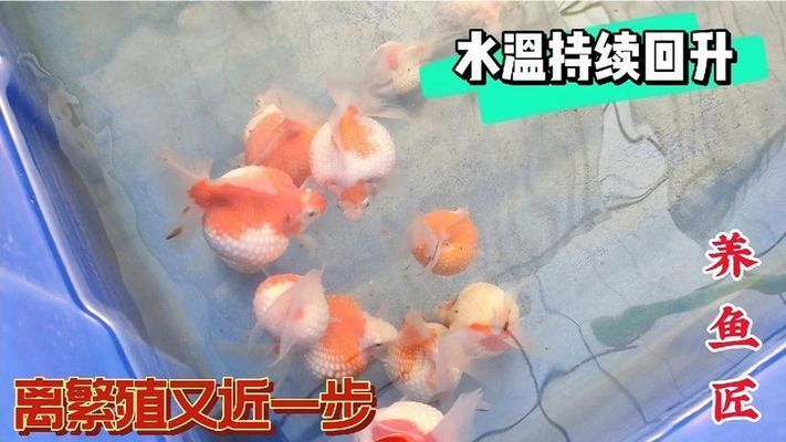 黑金魟魚繁殖后水質(zhì)管理技巧：黑金魟魚繁殖后如何控制氨氮含量 魟魚百科 第2張