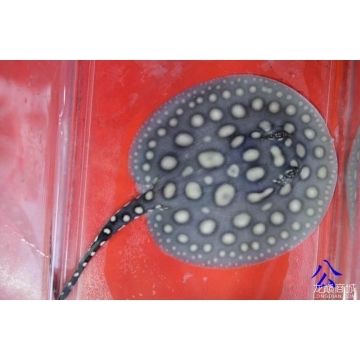 帝王魟魚交尾器的詳細(xì)圖解：圖解帝王魟魚交尾器