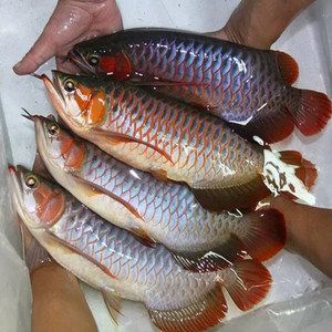 赤血紅龍魚飼料選擇技巧：紅龍魚飼料品牌推薦 龍魚百科 第5張