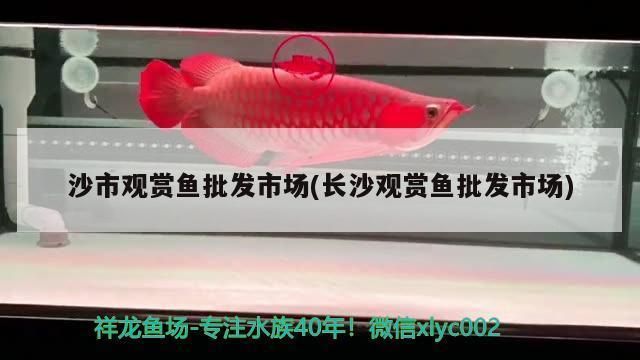 長沙觀賞魚批發(fā)市場：長沙水族批發(fā)市場 全國觀賞魚市場 第8張