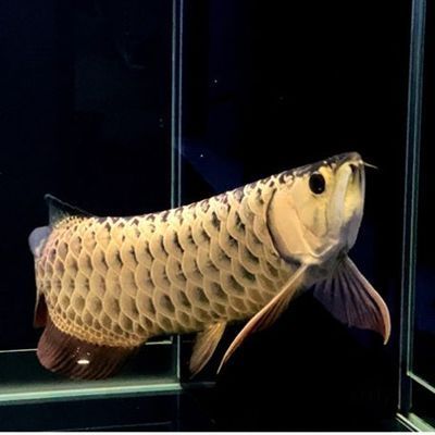 長沙觀賞魚批發(fā)市場：長沙水族批發(fā)市場 全國觀賞魚市場 第10張