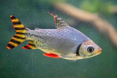 水族館中的魚類有哪些：上海海洋水族館中常見的展示魚類之一 水族館百科（水族館加盟） 第4張