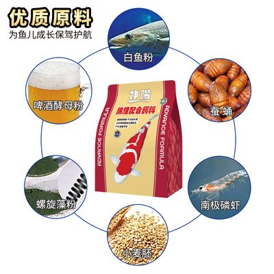 高品質(zhì)觀賞魚(yú)收藏趨勢(shì)：高品品質(zhì)觀賞魚(yú)的收藏趨勢(shì)