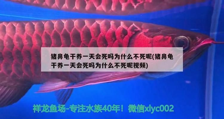 豬鼻龜長得太慢了會死嗎為什么：豬鼻龜干養(yǎng)一天會死嗎 豬鼻龜百科 第5張