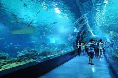 水族館投資大概多少？：開(kāi)個(gè)水族館需要多少費(fèi)用 水族館百科（水族館加盟） 第5張