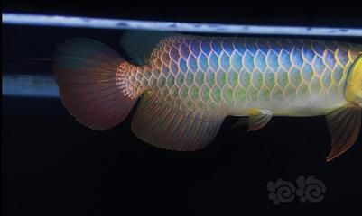 古典過背金龍魚：古典過背金龍魚日常護(hù)理方法古典過背金龍魚日常護(hù)理方法 金龍魚百科 第5張