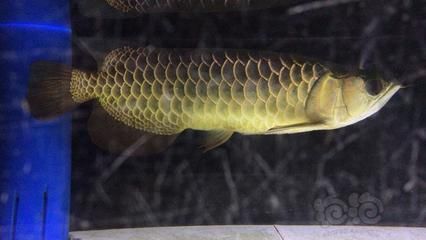 古典過背金龍魚：古典過背金龍魚日常護(hù)理方法古典過背金龍魚日常護(hù)理方法 金龍魚百科 第3張