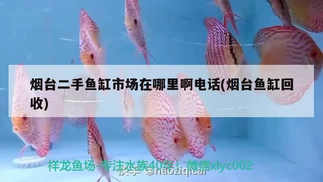 煙臺(tái)魚(yú)缸批發(fā)市場(chǎng)：煙臺(tái)魚(yú)缸批發(fā)市場(chǎng)在哪里 全國(guó)觀賞魚(yú)市場(chǎng) 第5張