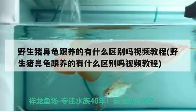 豬鼻龜品種不一樣顏色一樣嗎：豬鼻龜和甲魚的區(qū)別