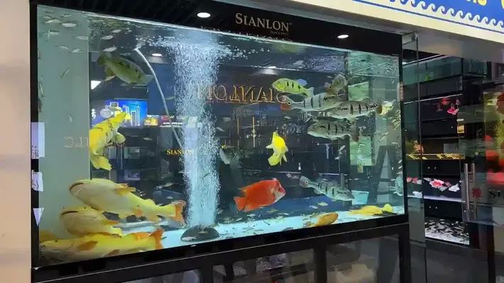 祥龍水族館加盟成功案例分享：如何成功加盟祥龍水族館 水族館百科（水族館加盟） 第5張