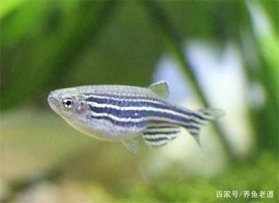 觀賞魚專用飼料選購指南：如何選擇觀賞魚專用飼料 觀賞魚百科 第2張