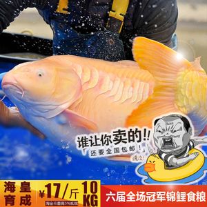 觀賞魚專用飼料選購指南：如何選擇觀賞魚專用飼料 觀賞魚百科 第5張