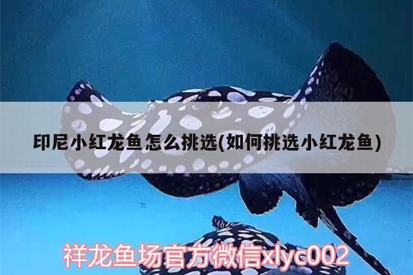 印尼小紅龍魚怎么挑選：印尼小紅龍魚挑選技巧