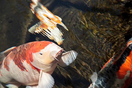 觀賞金龍魚(yú)的贊美句子怎么寫(xiě)的：關(guān)于贊美金龍魚(yú)的五個(gè)句子 水族問(wèn)答 第2張