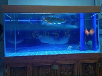 銀板魚混養(yǎng)魚缸空間要求：關(guān)于銀板魚混養(yǎng)時(shí)的魚缸空間要求