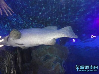 渭南水族館：渭南水族館住宿體驗(yàn)可麗愛水族館住宿體驗(yàn)可麗愛水族館