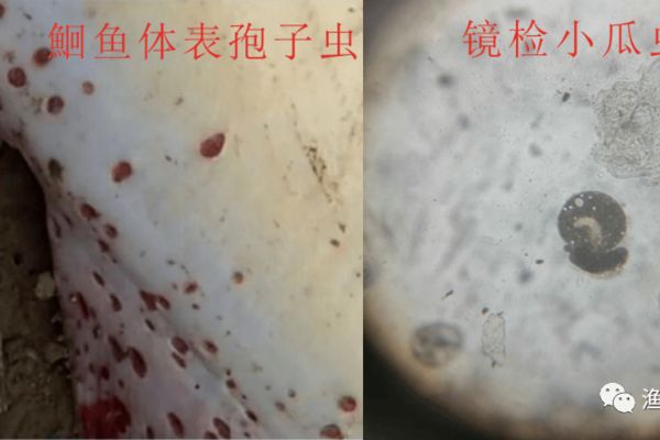 魟魚疾病預(yù)防措施：如何判斷魟魚健康 魟魚百科 第2張