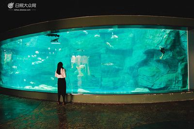 水族館是什么樣子：上海海洋水族館 水族館百科（水族館加盟） 第2張