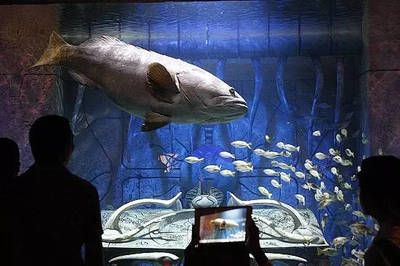 水族館是什么樣子：上海海洋水族館 水族館百科（水族館加盟） 第4張