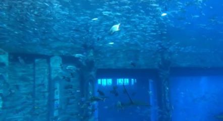 水族館是什么樣子：上海海洋水族館 水族館百科（水族館加盟） 第3張