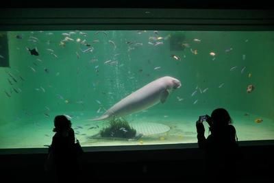 水族館是什么樣子：上海海洋水族館 水族館百科（水族館加盟） 第5張