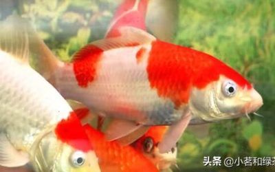 觀賞金龍魚什么價格最貴最好養(yǎng)活：-觀賞金龍魚價格最貴的品種有哪些 水族問答 第2張