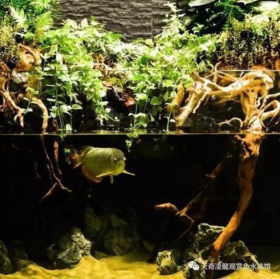 龍魚適合的水族箱布置：龍魚水族箱如何布置 龍魚百科 第5張