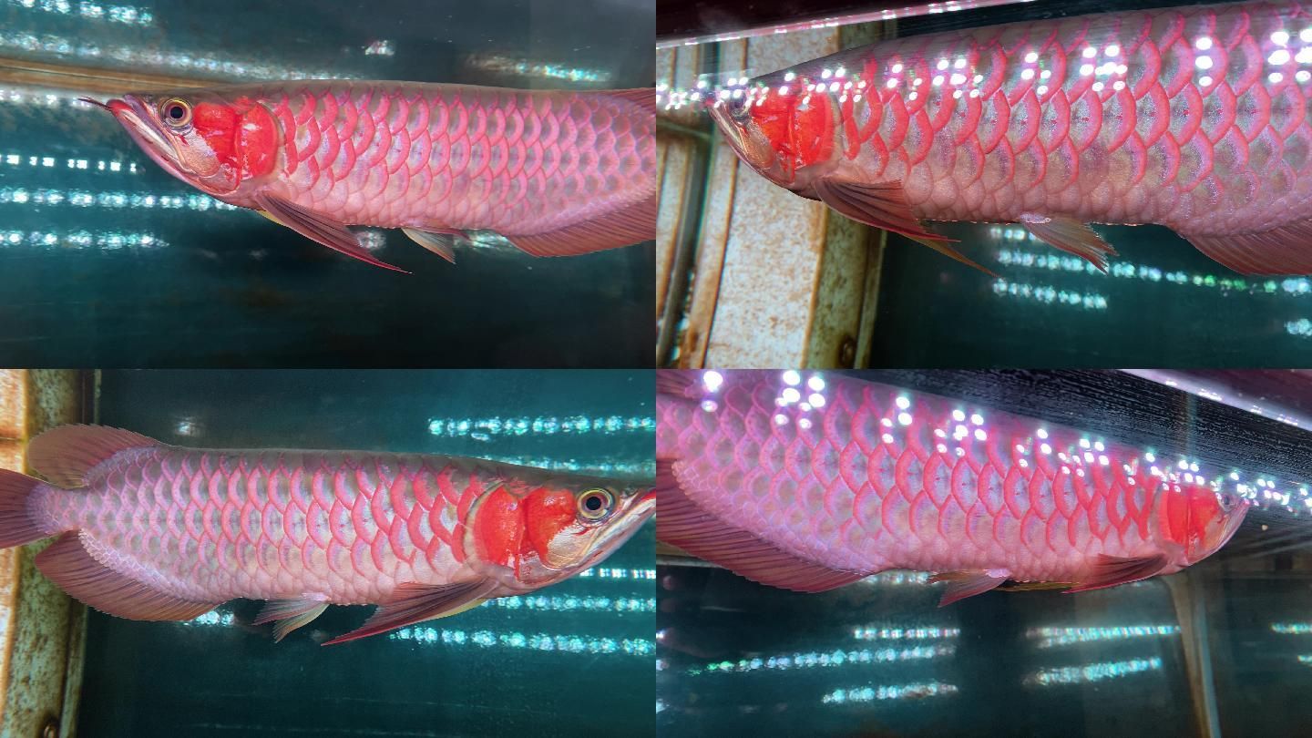 BTL紅龍魚：btl紅龍魚市場價格趨勢 龍魚百科 第1張