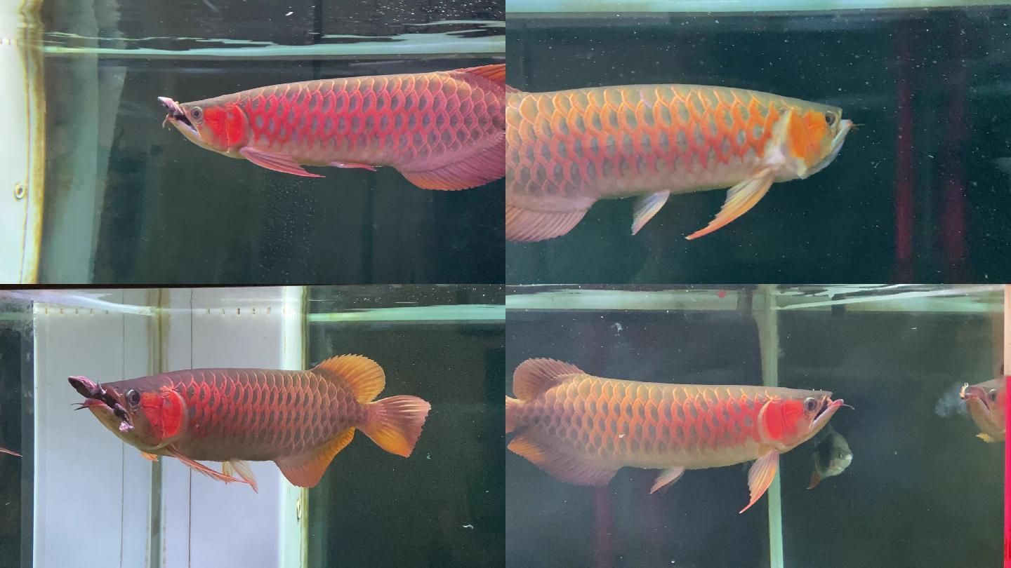 BTL紅龍魚：btl紅龍魚市場價格趨勢 龍魚百科 第3張