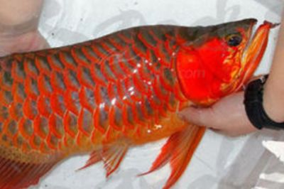 天價(jià)紅龍魚500萬是真的嗎：天價(jià)紅龍魚市場價(jià)格波動趨勢如何鑒別高品質(zhì)紅龍魚 紅龍魚百科 第3張