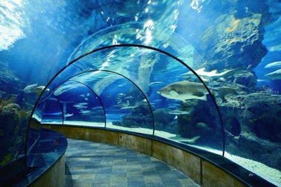 水族館建造費用標準：水族館設計創(chuàng)意案例分享